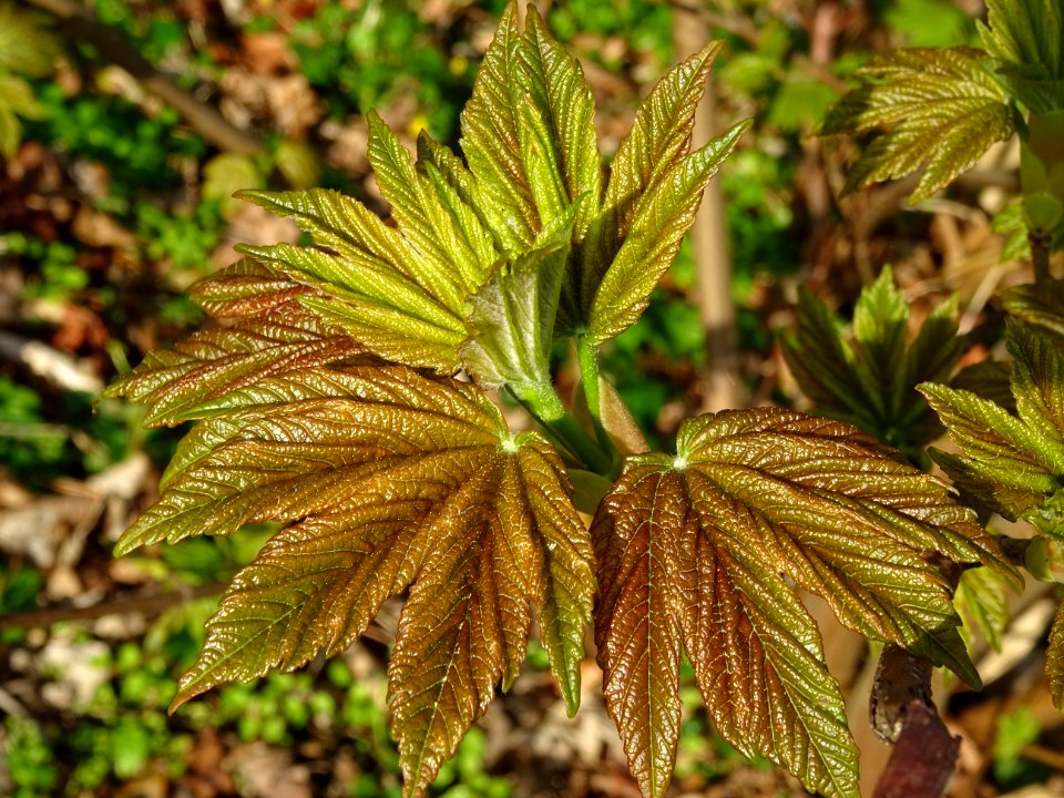 Jeunes feuilles, Erable sycomore, Acer pseudoplatanus, Acé… 