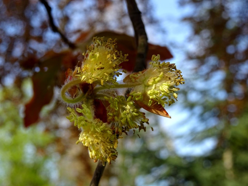 Fleurs mâles de hêtre pourpre, Fagus sylvatica Purpurea, F… 