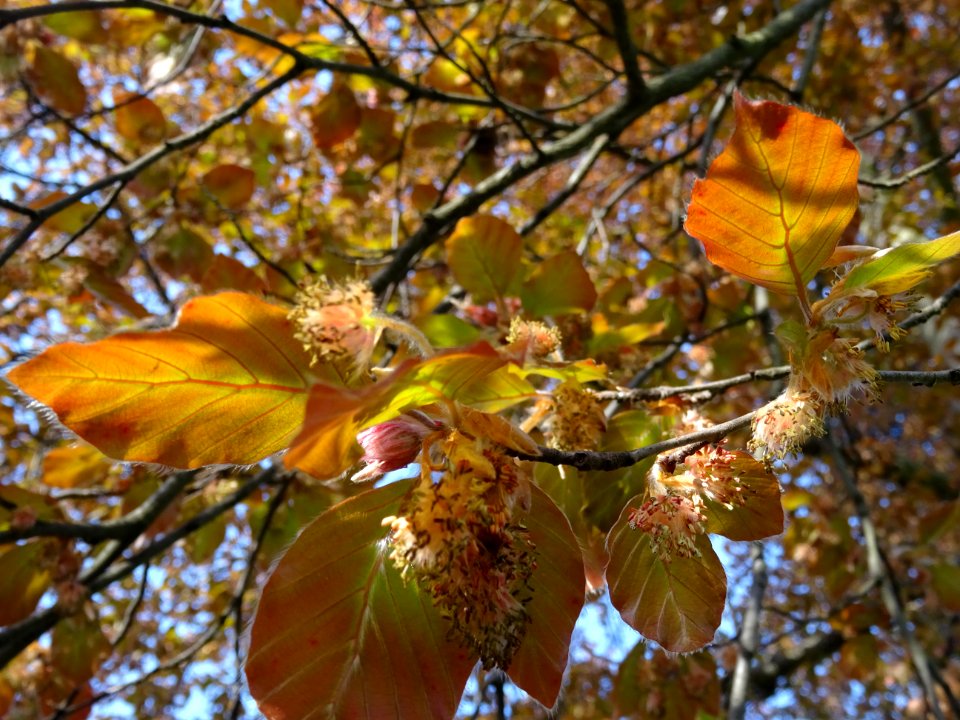 Fleurs femelles (rouges) et fleurs mâles (jaunes), jeunes … 