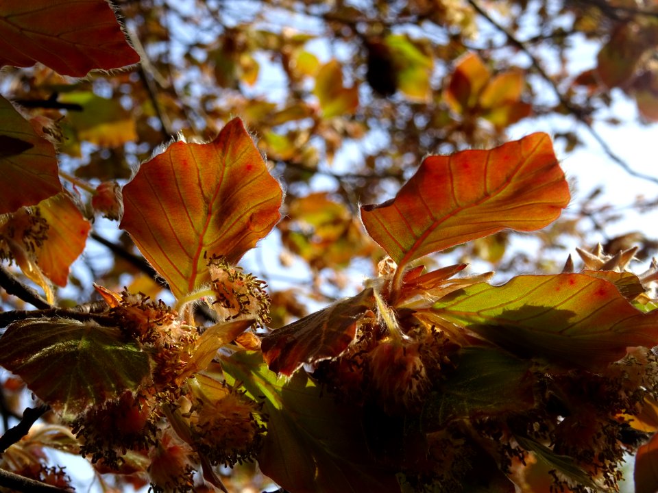 Jeunes feuilles et fleurs mâles du hêtre pourpre, Fagus sy… 