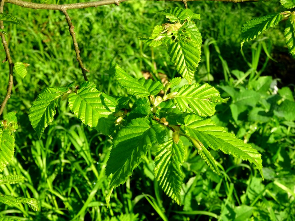 Feuilles de Charme, Carpinus betulus, Corylacées 