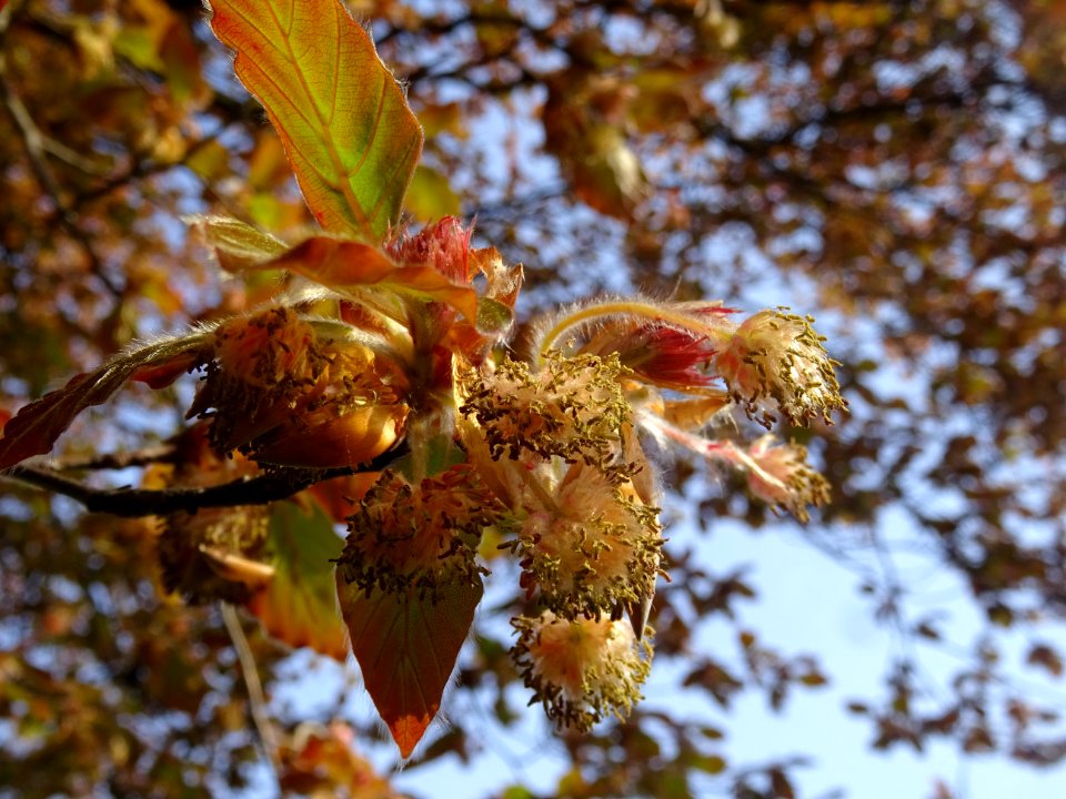 Fleurs femelles et mâles du hêtre pourpre, Fagus sylvatica… 