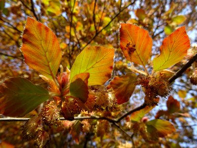 Fleurs femelles (rouges et dressées) et fleurs mâles (jaun… 