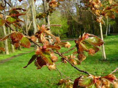 Fleurs femelles (rouges) et fleurs mâles (jaunes), jeunes … 