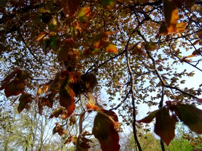Fleurs femelles (rouges et dressées) et fleurs mâles (jaun… 