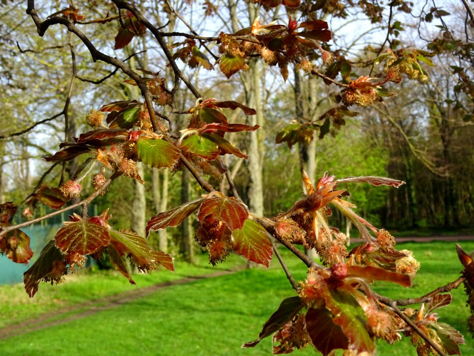 Fleurs femelles (rouges) et fleurs mâles (jaunes), jeunes … 