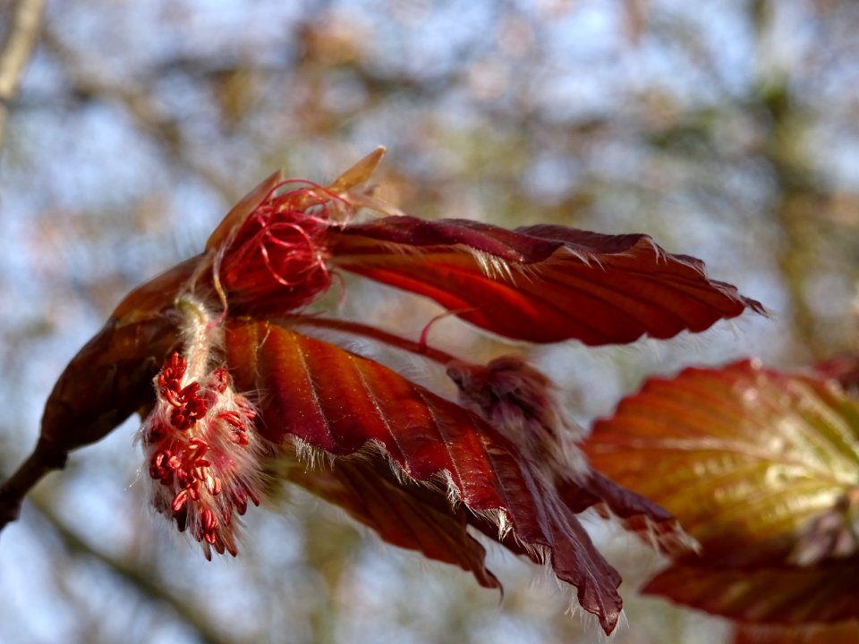 Fleurs femelles et mâles du hêtre pourpre, Fagus sylvatica… 