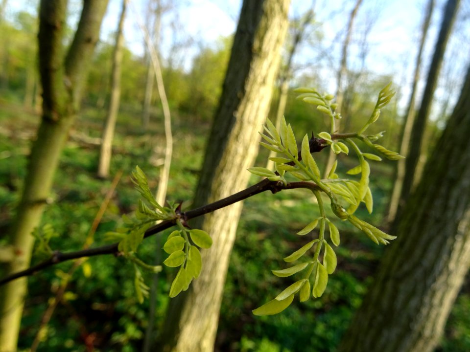 Jeunes feuilles de Robinier faux-acacia, Robinia pseudoaca… 