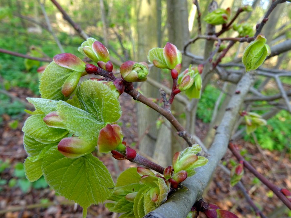 Bourgeons et jeunes feuilles, Tilleul à petites feuilles, … 