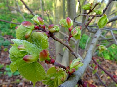 Bourgeons et jeunes feuilles, Tilleul à petites feuilles, … 