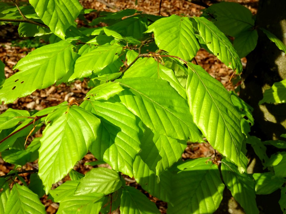 Feuilles de hêtre ou fayard, à stipules, Fagus sylvatica, … 