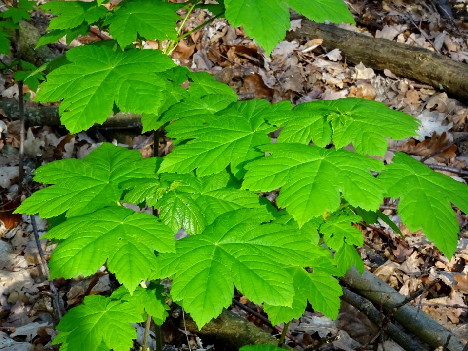 Erable sycomore, Acer pseudoplatanus, Acéracées 