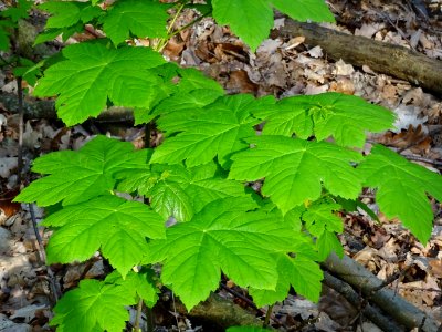 Erable sycomore, Acer pseudoplatanus, Acéracées 