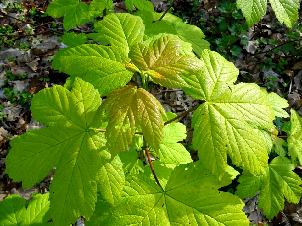 Erable sycomore, Acer pseudoplatanus, Acéracées 