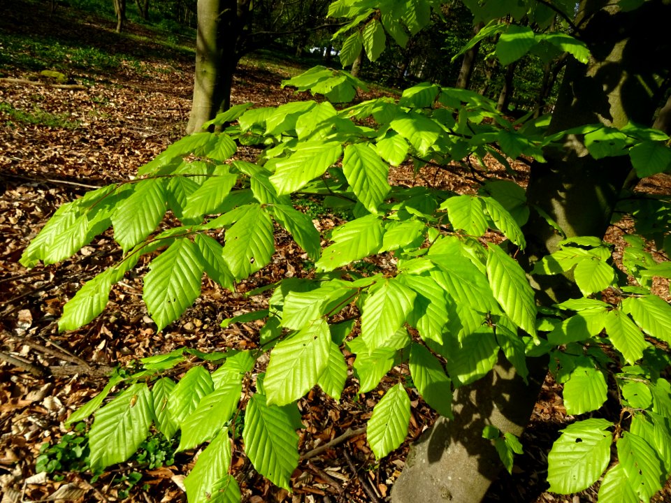 Feuilles de hêtre ou fayard, à stipules, Fagus sylvatica, … 
