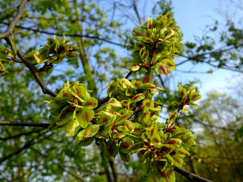 Samares immatures d'Orme champêtre, Ulmus campestris, Ulma… 