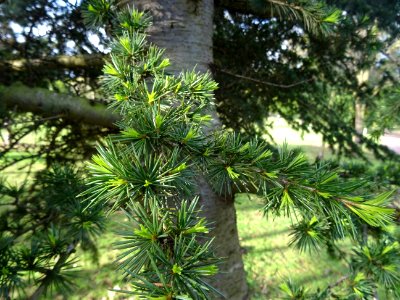 Jeunes aiguilles de Cèdre de l'Atlas, Cedrus atlantica, Pi… 