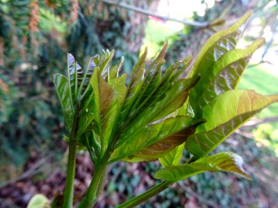 Jeunes feuilles de Frêne, Fraxinus, Oléacées 