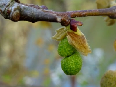Capitules de fleurs mâles. Platane commun (ou Platane à fe… 
