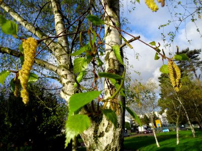 Châtons mâles jaunes et pendants, châtons femelles verts, … 