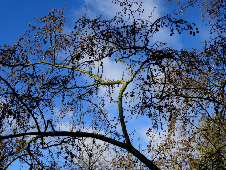 Capitules de fleurs femelles de platane, matures de l'anné… 