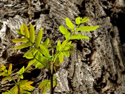 Feuilles et tronc du Ptérocaryer du Caucase, Pterocarya fr… 