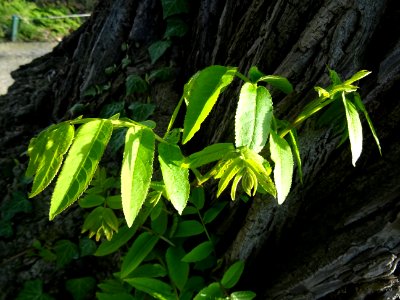 Feuilles et tronc du Ptérocaryer du Caucase, Pterocarya fr… 