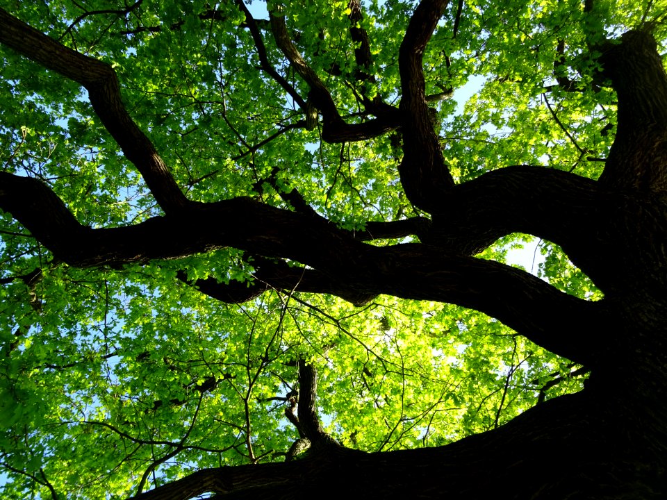 Branches et feuilles de chêne 