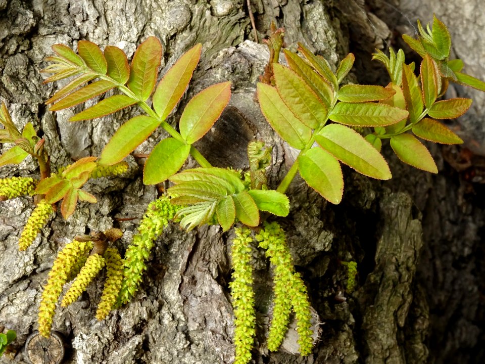 Feuilles, châtons mâles et tronc du Ptérocaryer du Caucase… 