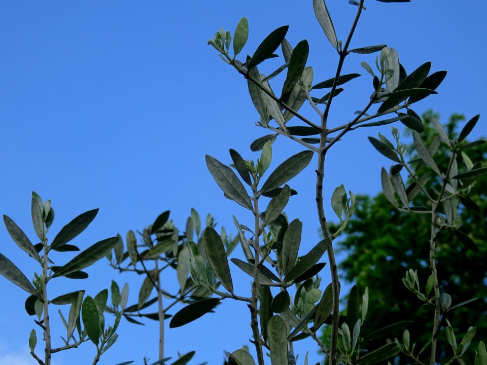 Feuilles de l' Olivier, Olea europaea, Oléacées 