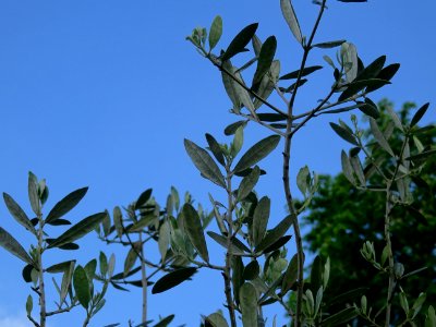 Feuilles de l' Olivier, Olea europaea, Oléacées 