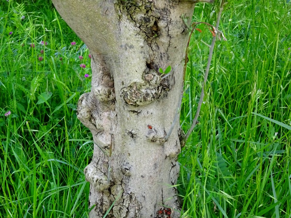 Tronc de l' Olivier, Olea europaea, Oléacées 