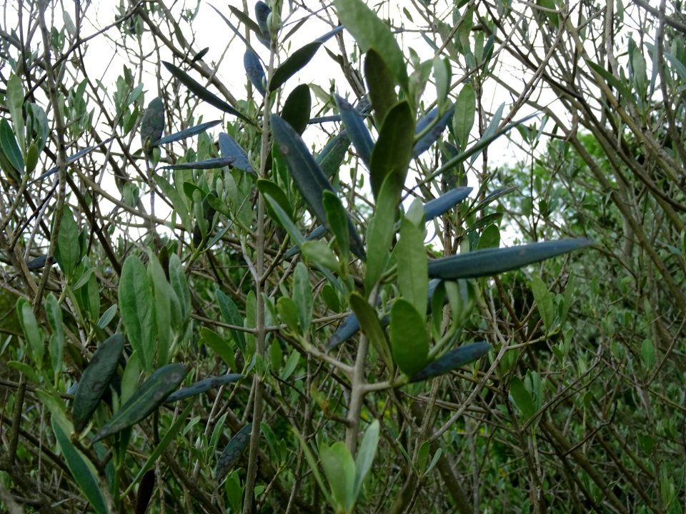 Feuilles de l' Olivier, Olea europaea, Oléacées 