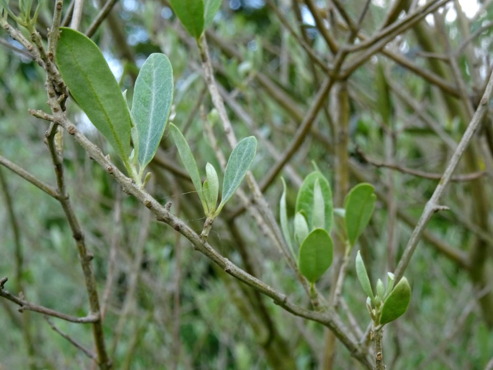 Feuilles de l' Olivier, Olea europaea, Oléacées 