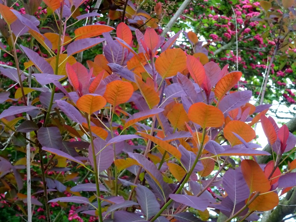 Fustet pourpre, Cotinus coggygria 'royal purple', Anacardi… 