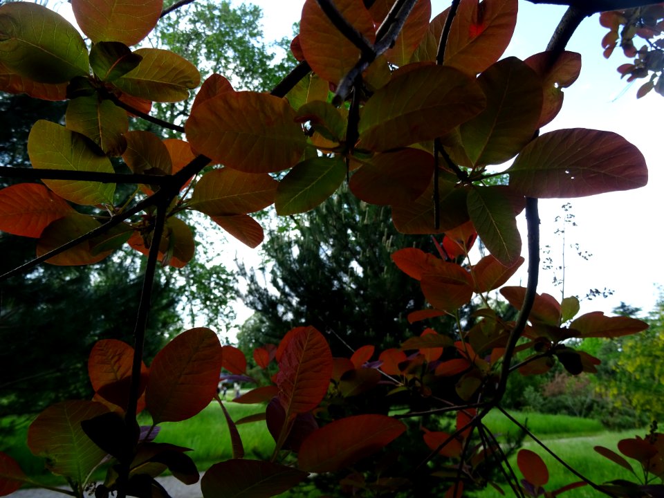 Fustet pourpre, Cotinus coggygria 'royal purple', Anacardi… 