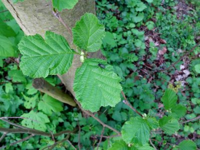 Feuilles, Aulne glutineux, Alnus glutinosa, Betulacées 