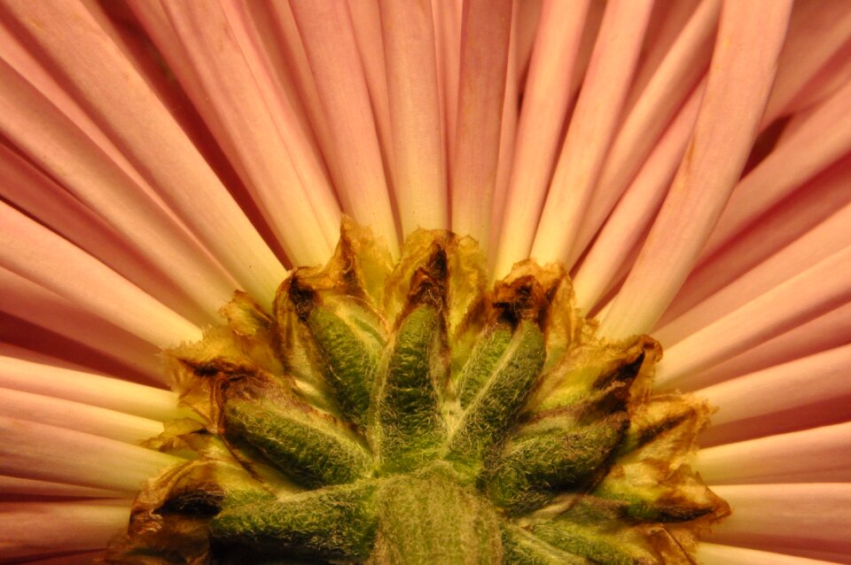 Spring botanical nature