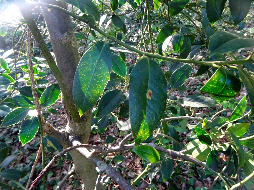 Feuilles de Houx, Ilex aquifolium, Aquifoliacées 