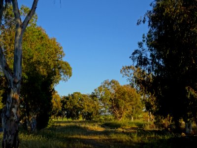 Lumière du soir sur les eucalyptus globulus, région de Psa… 