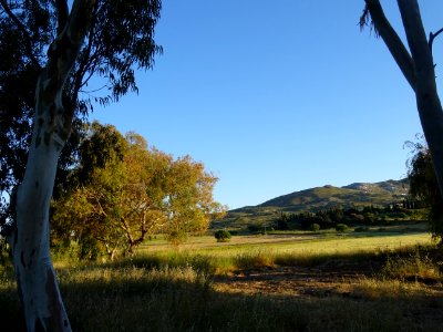Lumière du soir sur les eucalyptus globulus et les colline… 