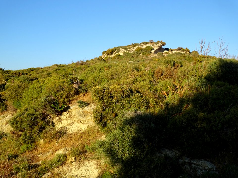 Végétation rase, région de Psalidi, île de Kos 