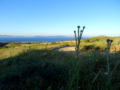 Chardons et collines, région de Psalidi, île de Kos, en fa… 