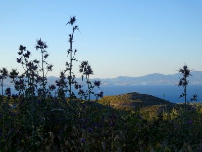 Chardons et collines, région de Psalidi, île de Kos, en fa… 