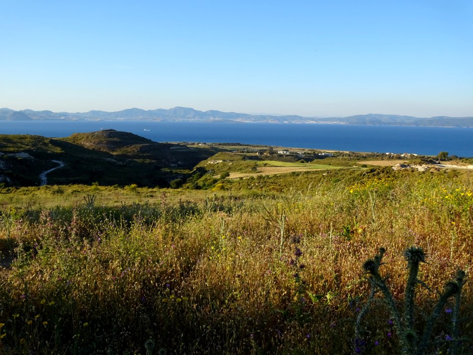 Chardons et collines, région de Psalidi, île de Kos, en fa… 