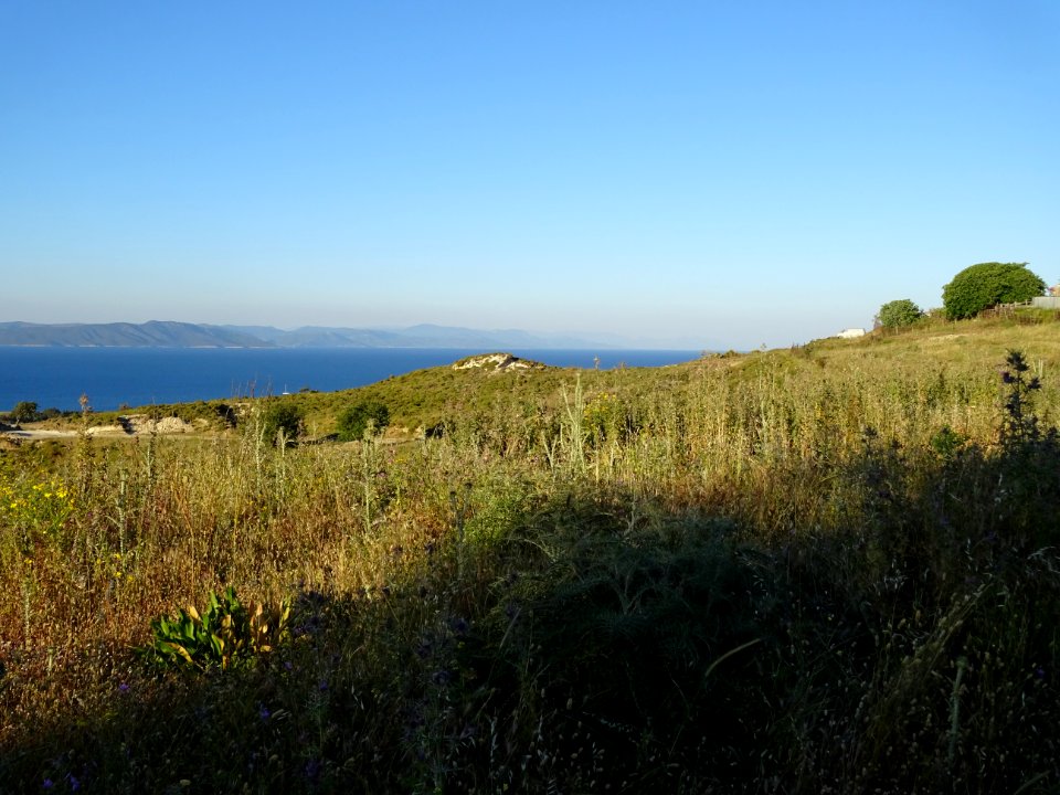 Chardons et collines, région de Psalidi, île de Kos, en fa… 