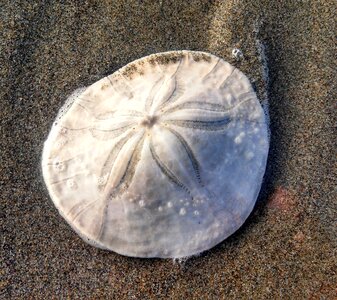 Sand sea star trail photo