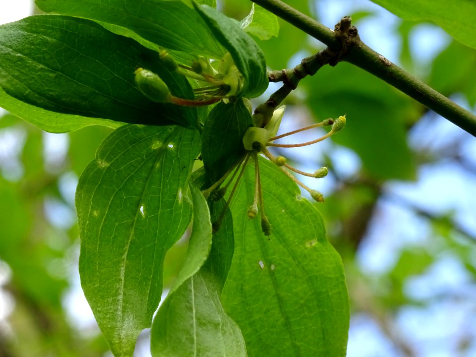 Fleurs et feuilles de Cornouiller mâle, Cornus mas, Cornac… 