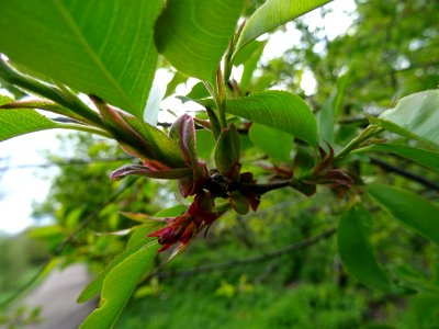Feuilles du Cerisier tardif ou cerisier noir, Prunus serot… 