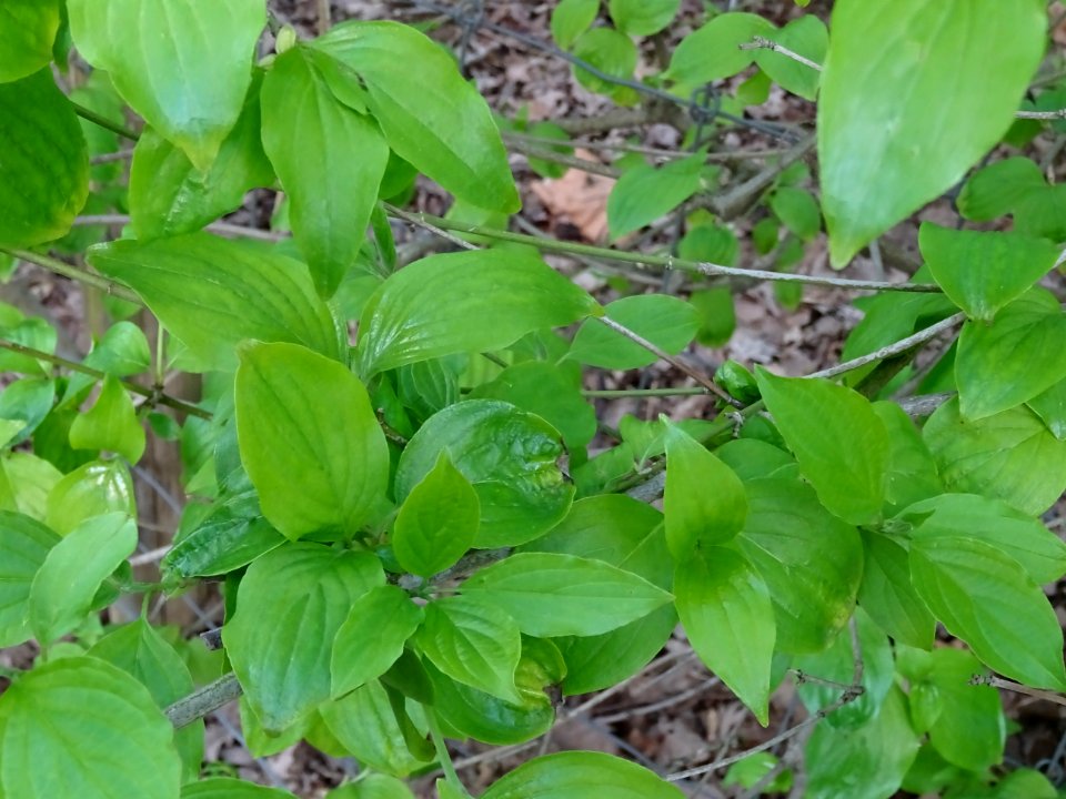 Feuilles de Cornouiller mâle, Cornus mas, Cornacées 